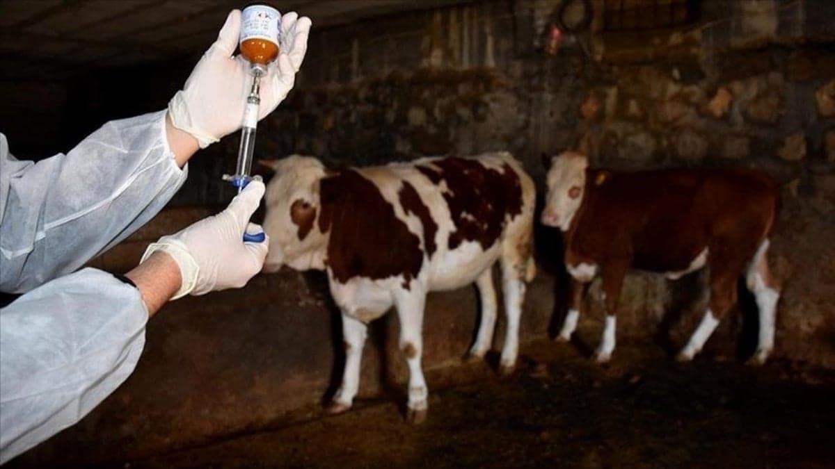 Şap hastalığıyla mücadelede 'arilik' şartı dönemi başladı