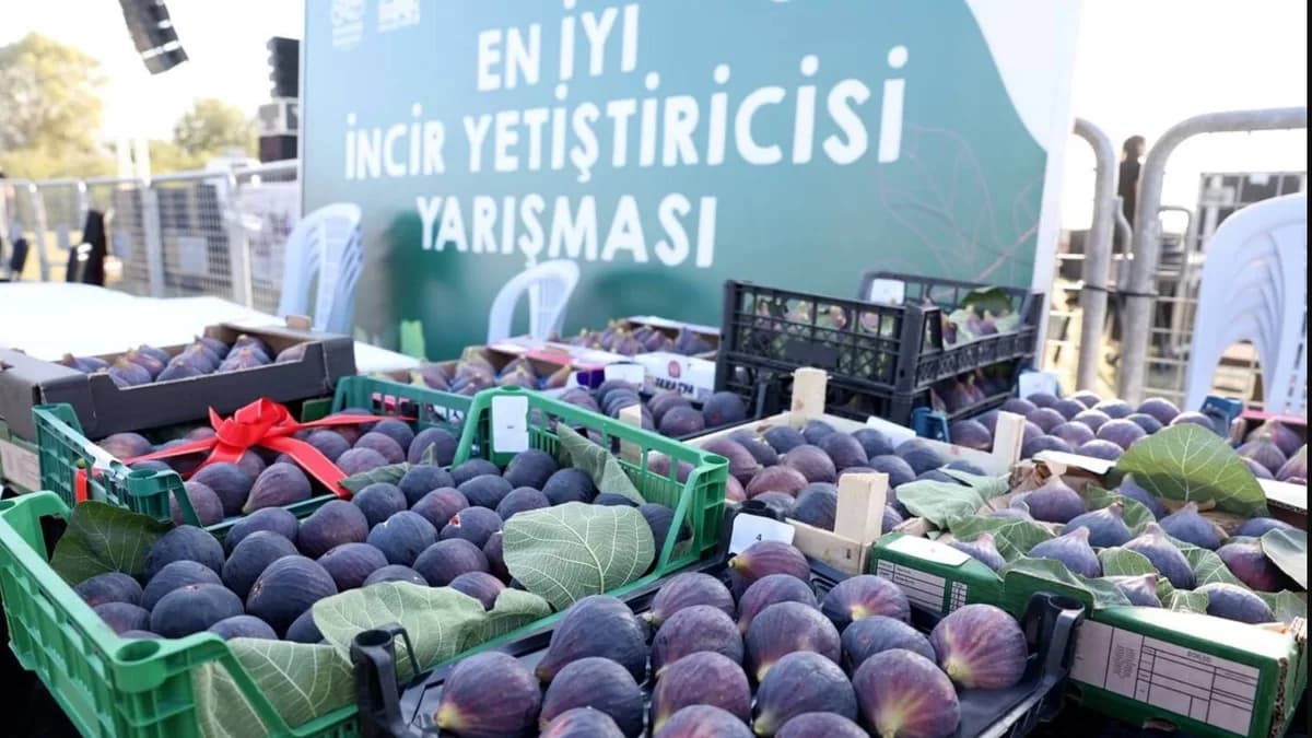 12. Akçalar Fadıllı İncir Festivali 13 Eylül’de Akçalar Göl Kıyısı’nda