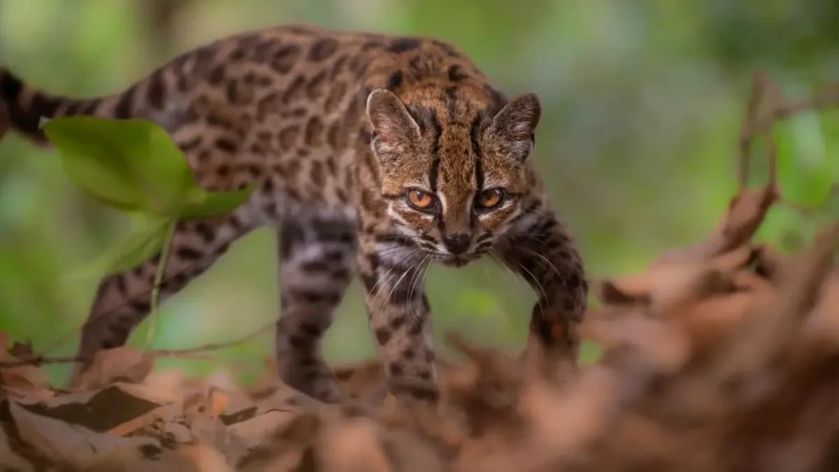 100 yıl sonra ilk kez yeni kedi türü keşfedildi: Minyatür leoparı andırıyor