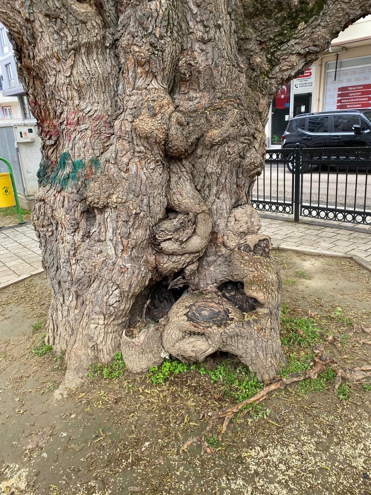 Asırlık ağacın yaraları sarıldı