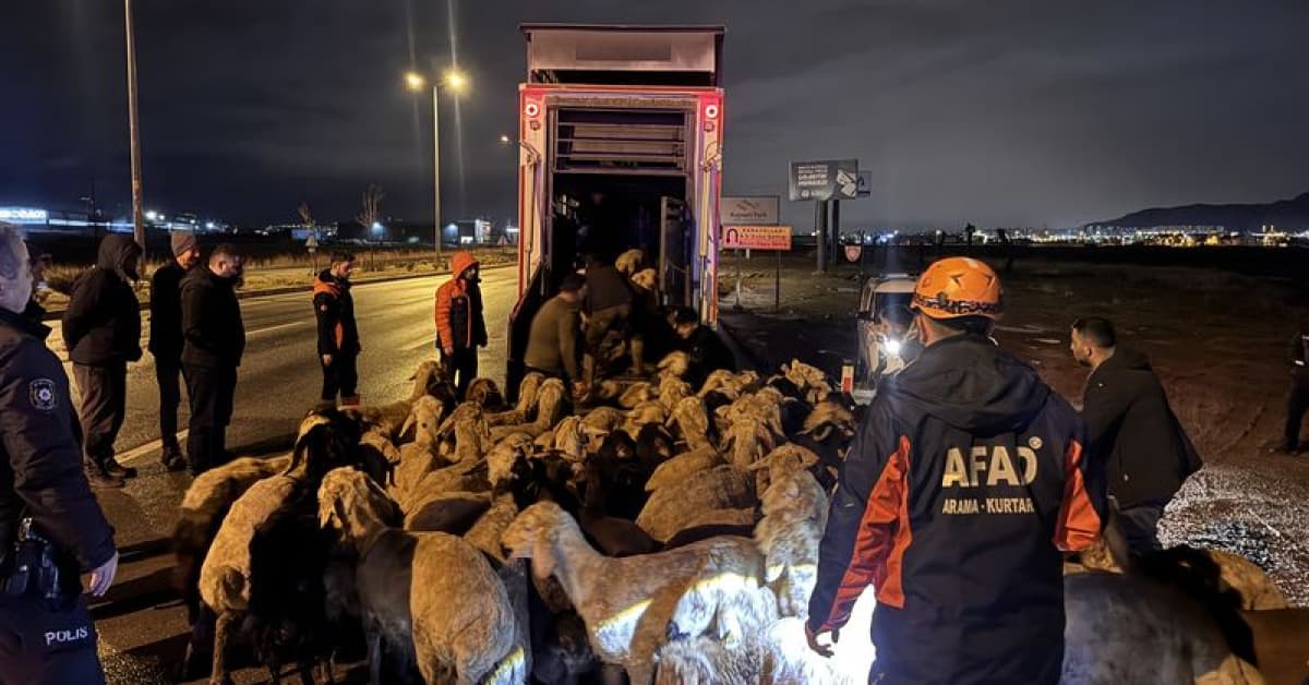 Kayseri'de taşkın riski: 200 hayvan tahliye edildi