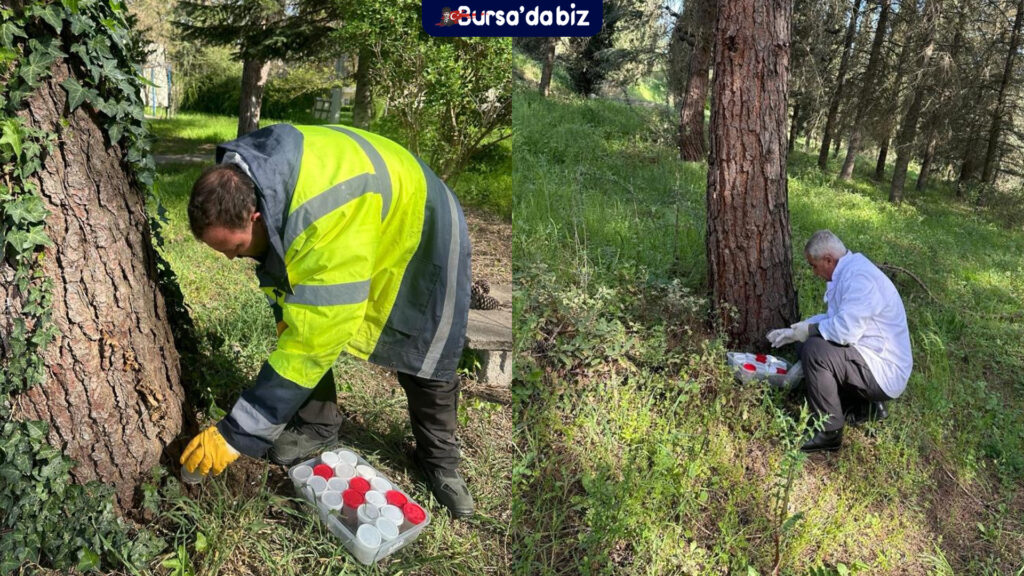 BUÜ çam ormanlarını koruyor: Terminatör böcek salımı başladı