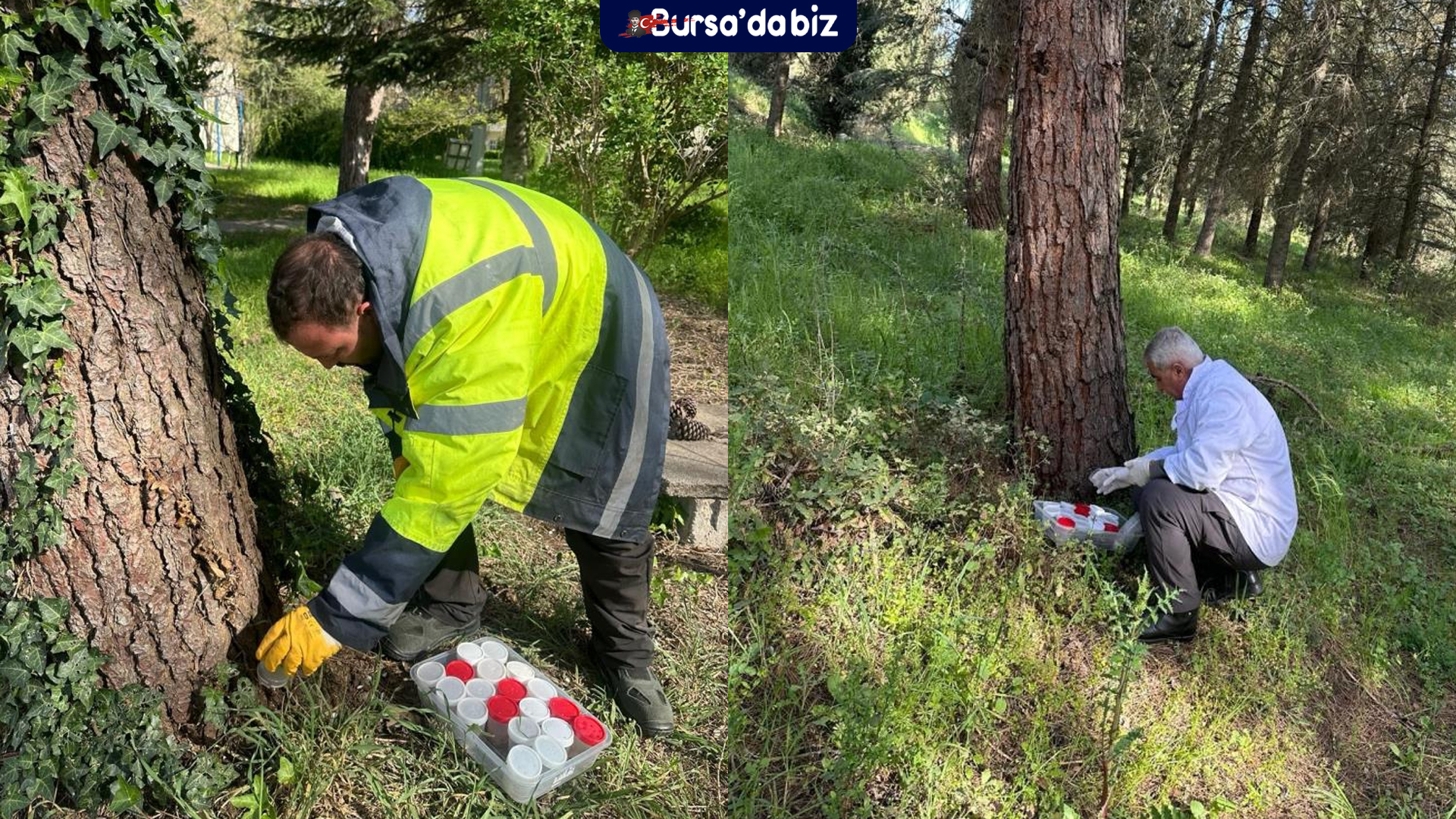 BUÜ çam ormanlarını koruyor: Terminatör böcek salımı başladı