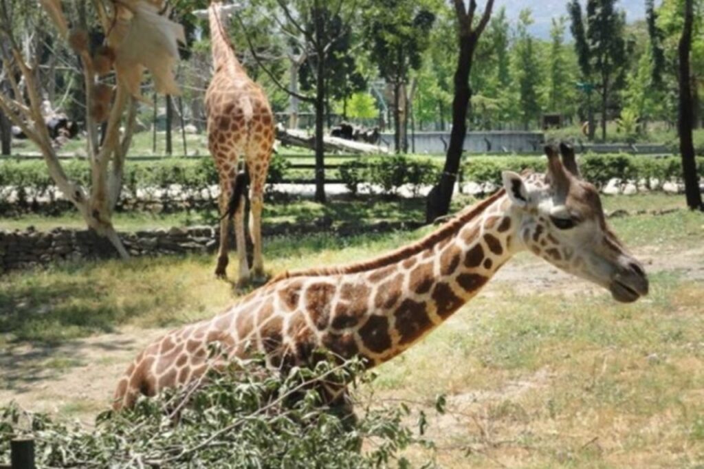 Bursalılar dikkat! 23 Nisan’da ücretsiz olacak