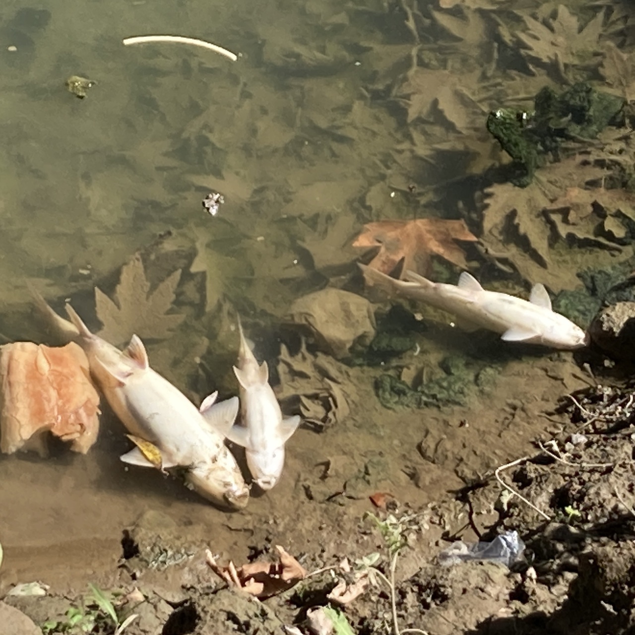 Bir ırmakta daha balık ölümleri