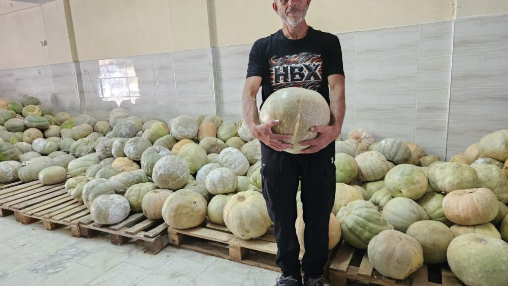 Aydın’da kuraklığa karşı kabak unu