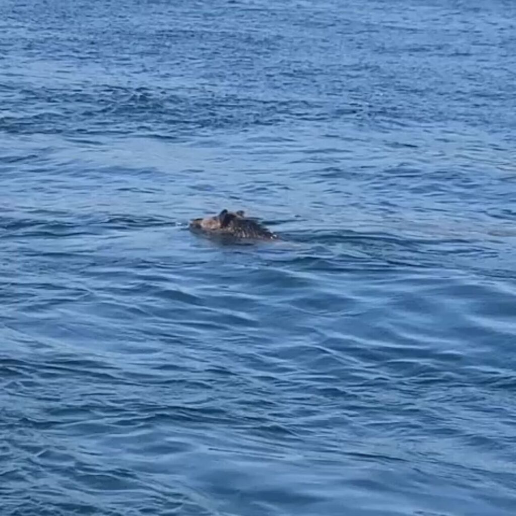 Boğazda domuz denize düştü!