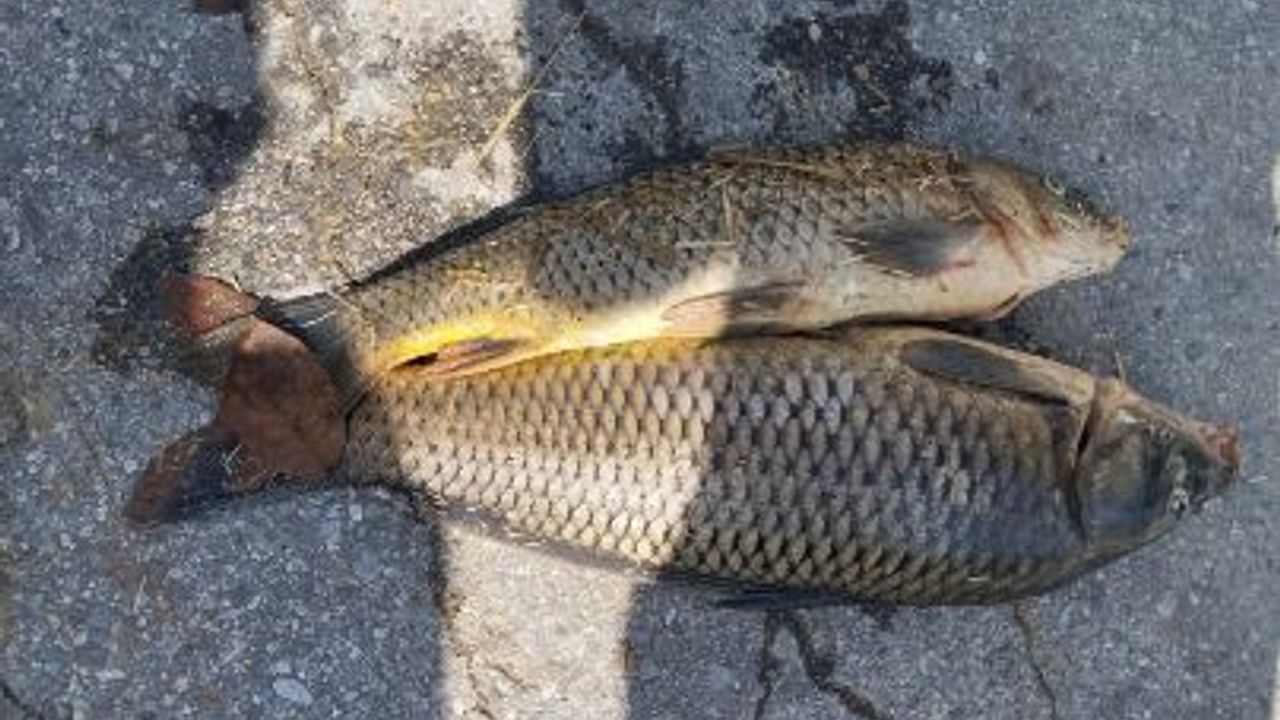 Dikkat edilmezse balık yavan oluyor! Lezzetli balık pişirmenin 2 yolu