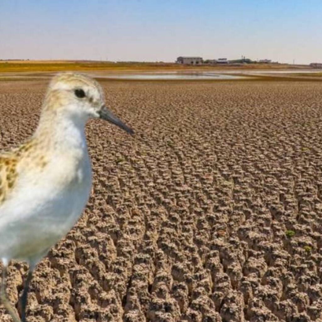 Diyarbakır’ın “kuş cenneti”nde alarm!