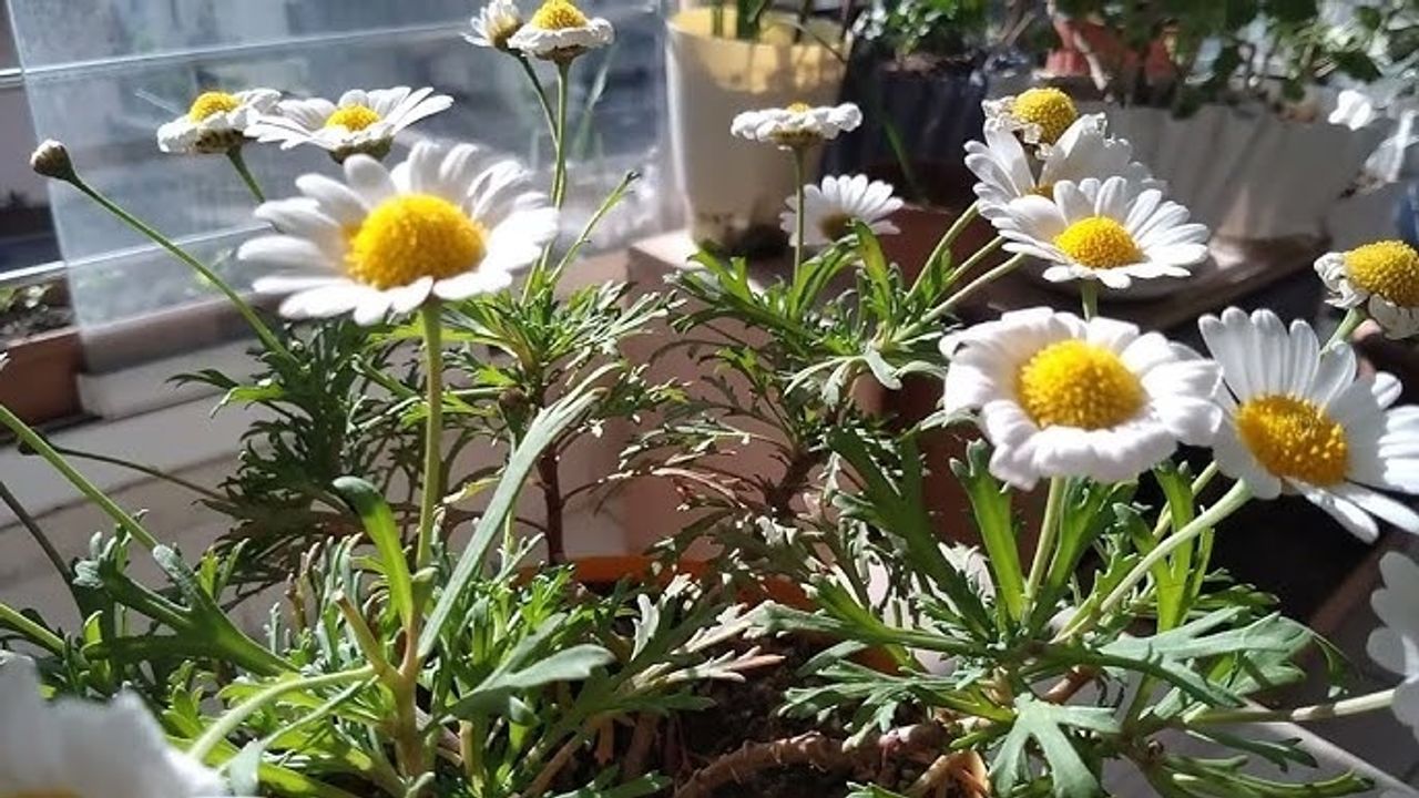 Güzel kokan çiçekler hangileri? Bu çiçekler evinizin daha güzel kokmasını sağlıyor