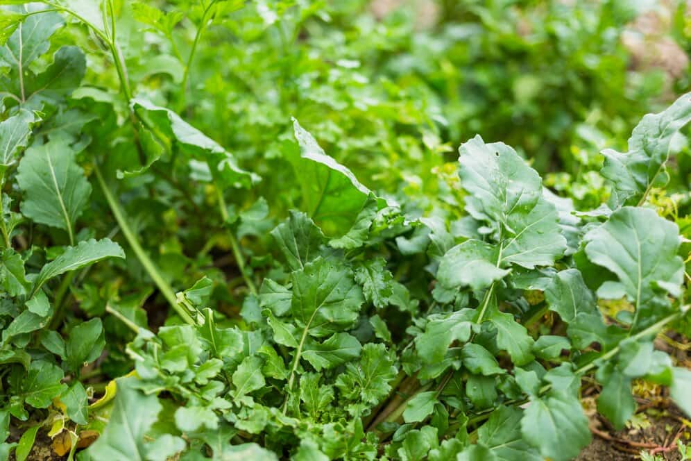 Gerçekten istenmeyen tüylere çözüm mü? Hamam Otu Tozu nedir ne işe yarar hamam otu tozu faydaları nelerdir