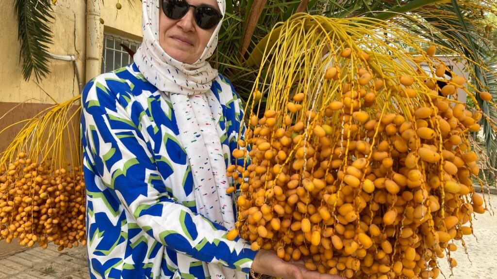 Hurma ağacı Manisa’da meyve verdi
