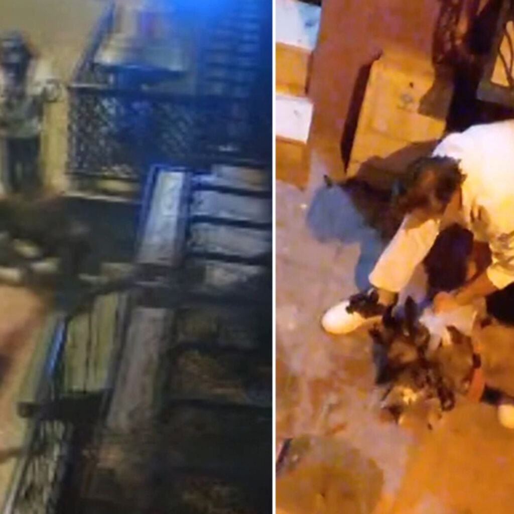 Köpek kedilere saldırdı, sahibi gözaltına alındı