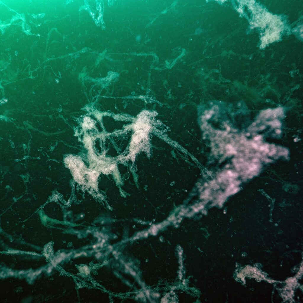 Müsilaj geri döndü