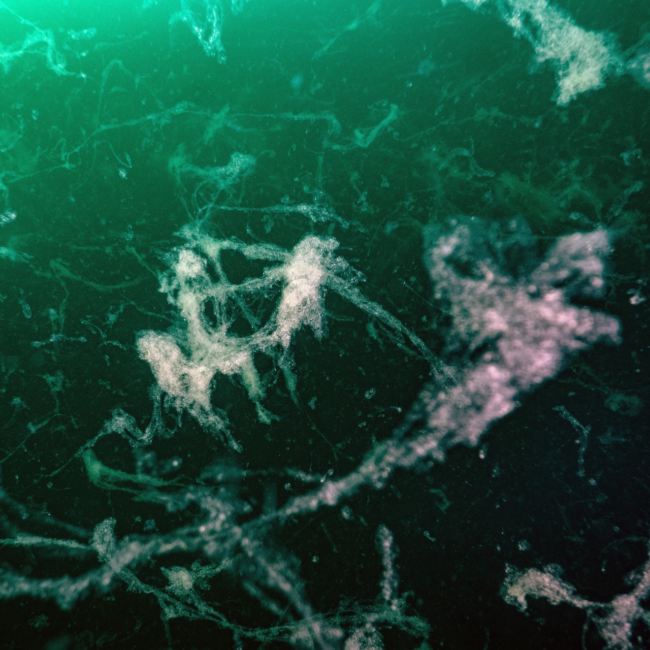 Müsilaj geri döndü