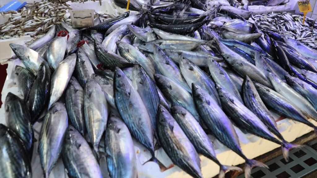 Palamutlar Karadeniz’de tezgahları şenlendiriyor: Hem lezzetli hem ekonomik