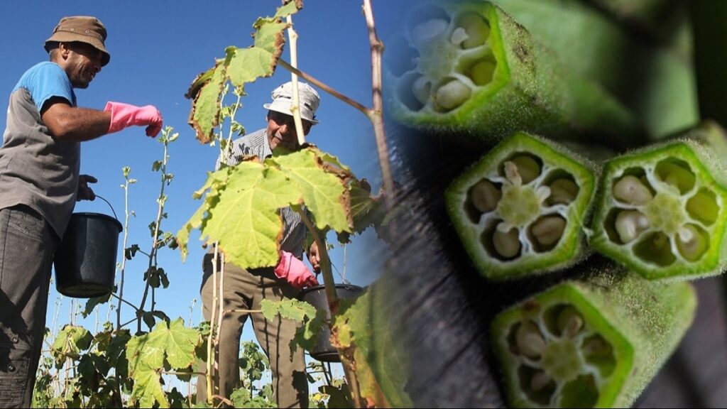 Popülerliği arttı, hasat devam ediyor! Sıkıp suyunu içiyorlar…