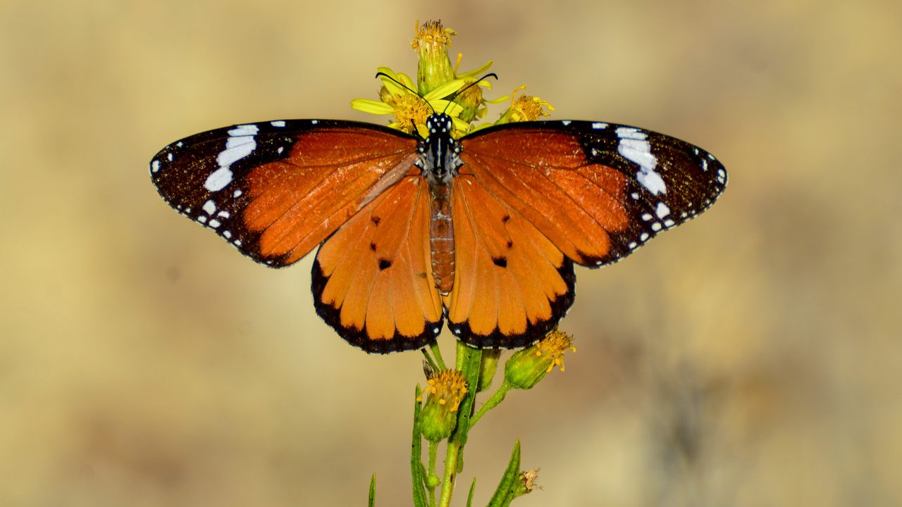 Sultan Kelebeği Manisa’da görüldü