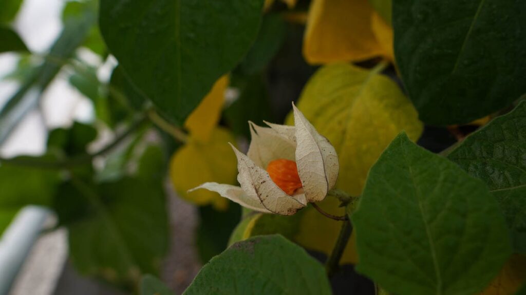 Taze, kuru ya da dondurulmuş fark etmiyor: İşte kolesterolü düşürüp kalbi koruyan mucize meyve