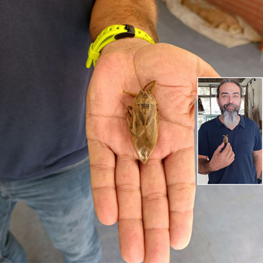 Türkiye’de ilk kez sahilde görüldü! ‘Parmak kopartan böcek!’