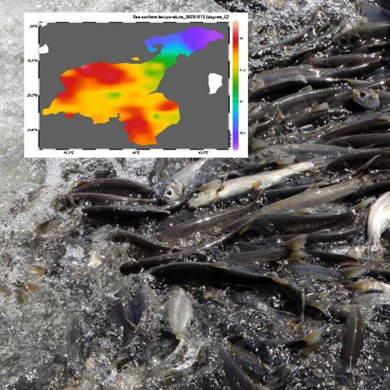 Van Gölü tarandı: Sonuç endişe verici!