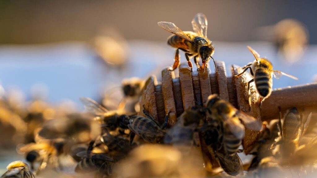 20 usta bahçıvan 25 bin arı topladı! İşte nedeni