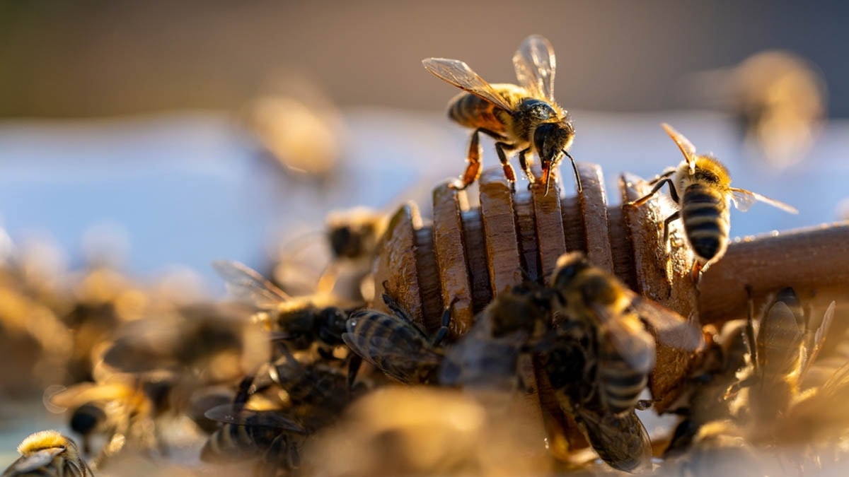 20 usta bahçıvan 25 bin arı topladı! İşte nedeni