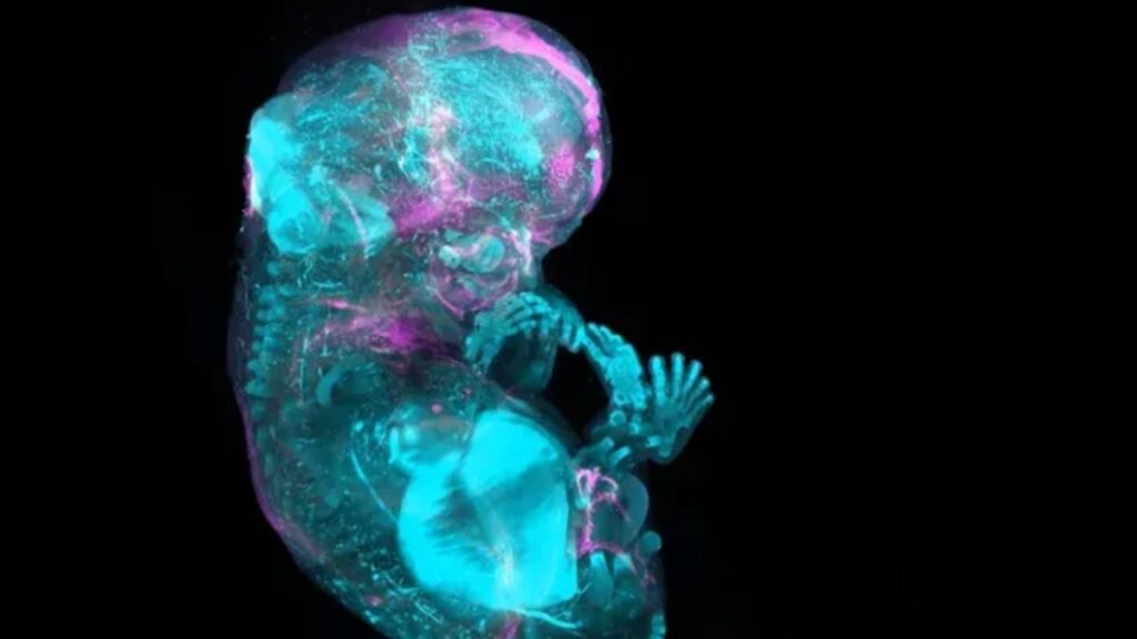 37 trilyon hücre: İnsan hücre atlasında büyük adım