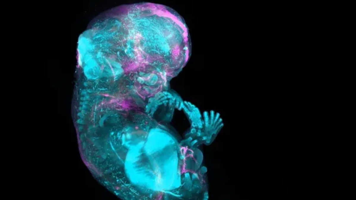 37 trilyon hücre: İnsan hücre atlasında büyük adım