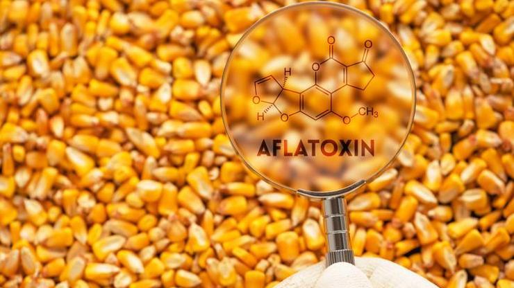 Aflatoksin nedir, neden olur? Aflatoksin hangi gıdalarda bulunur? Aflatoksin oluşumunun nedenleri!