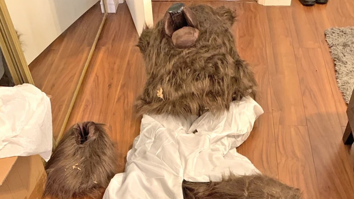 Ayı kılığında vurgun yaptılar! Belgeler incelenince her şey ortaya çıktı