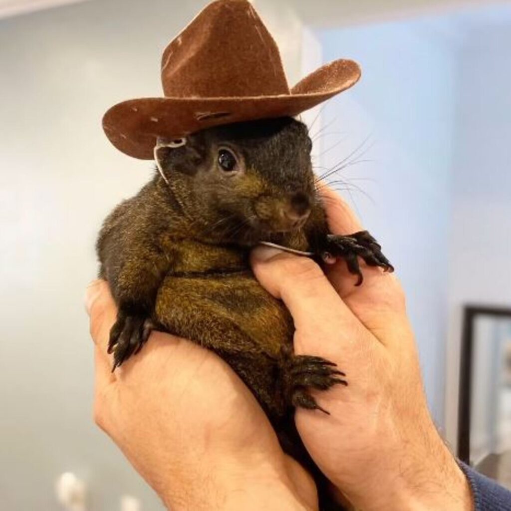 Bir ‘sincap’ ABD Başkanlık Seçimi’ni değiştirir mi?