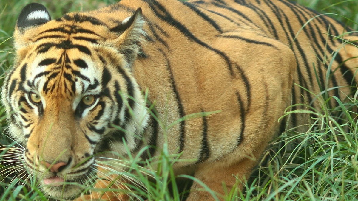 Google’da ‘Bengal kaplanı’ aratanların başı belaya giriyor