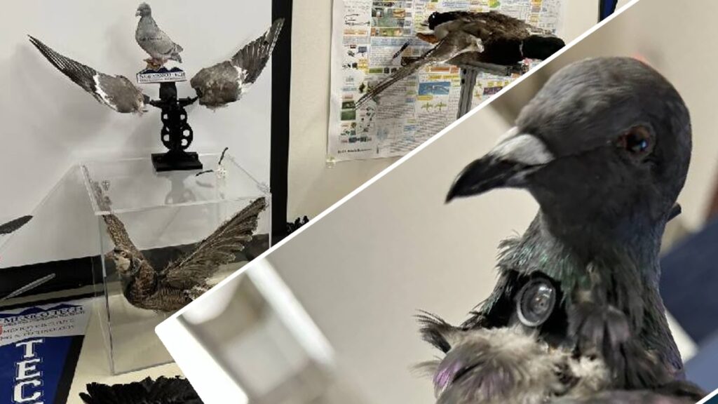 Kameralı robot kuşlar tartışma yarattı: Mahremiyet endişesi var…