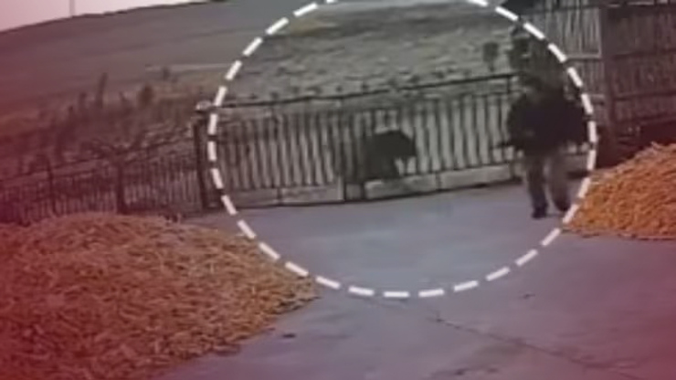 Kaplan saldırısından kıl payı kurtuldu! Çin’de korku dolu anlar…