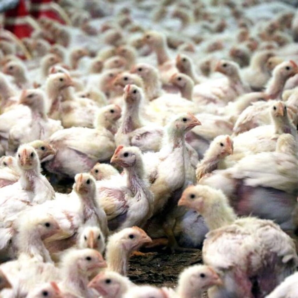 Konya’da kuş gribi tespit edildi! Bakanlıktan açıklama geldi