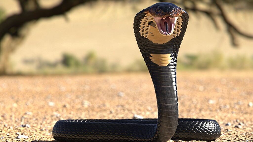 Kral kobranın 188 yıllık gizemi çözüldü