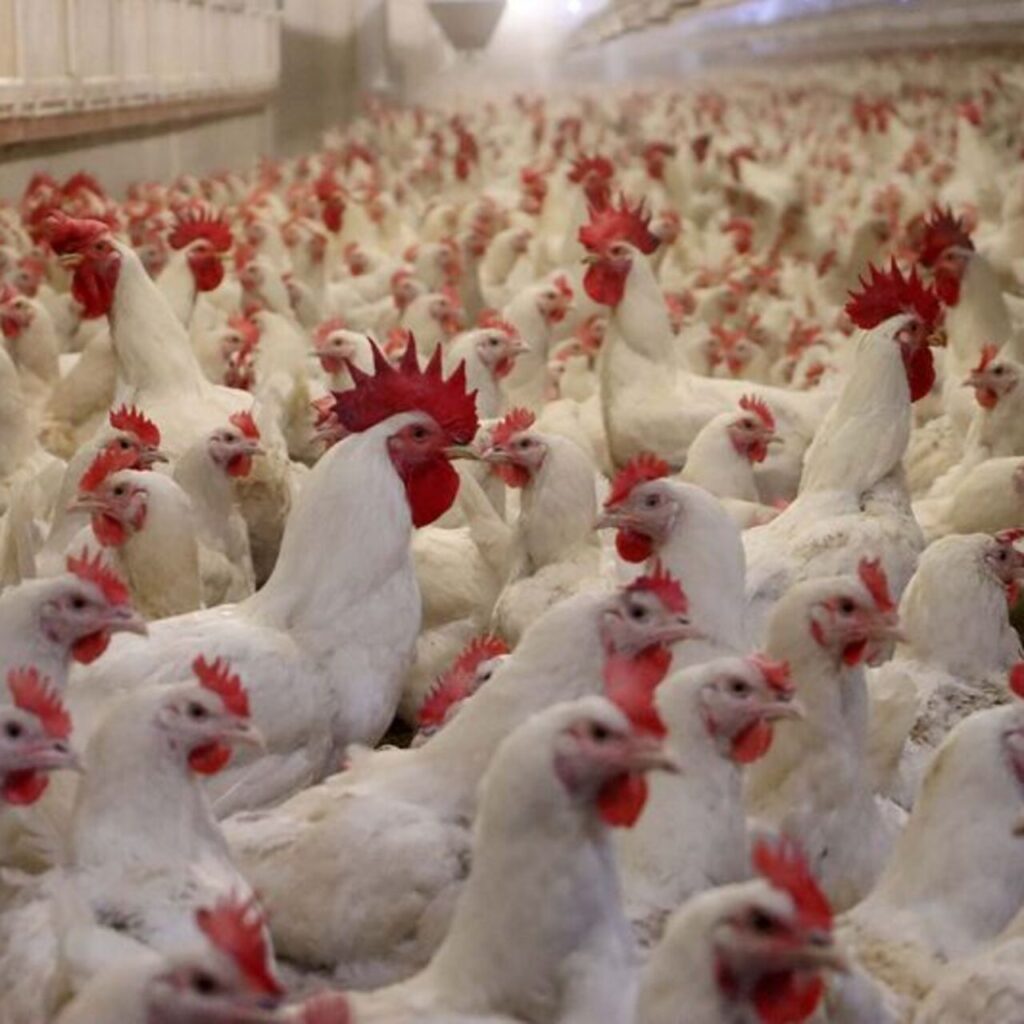 Kuş gribi insanlar için riskli mi?