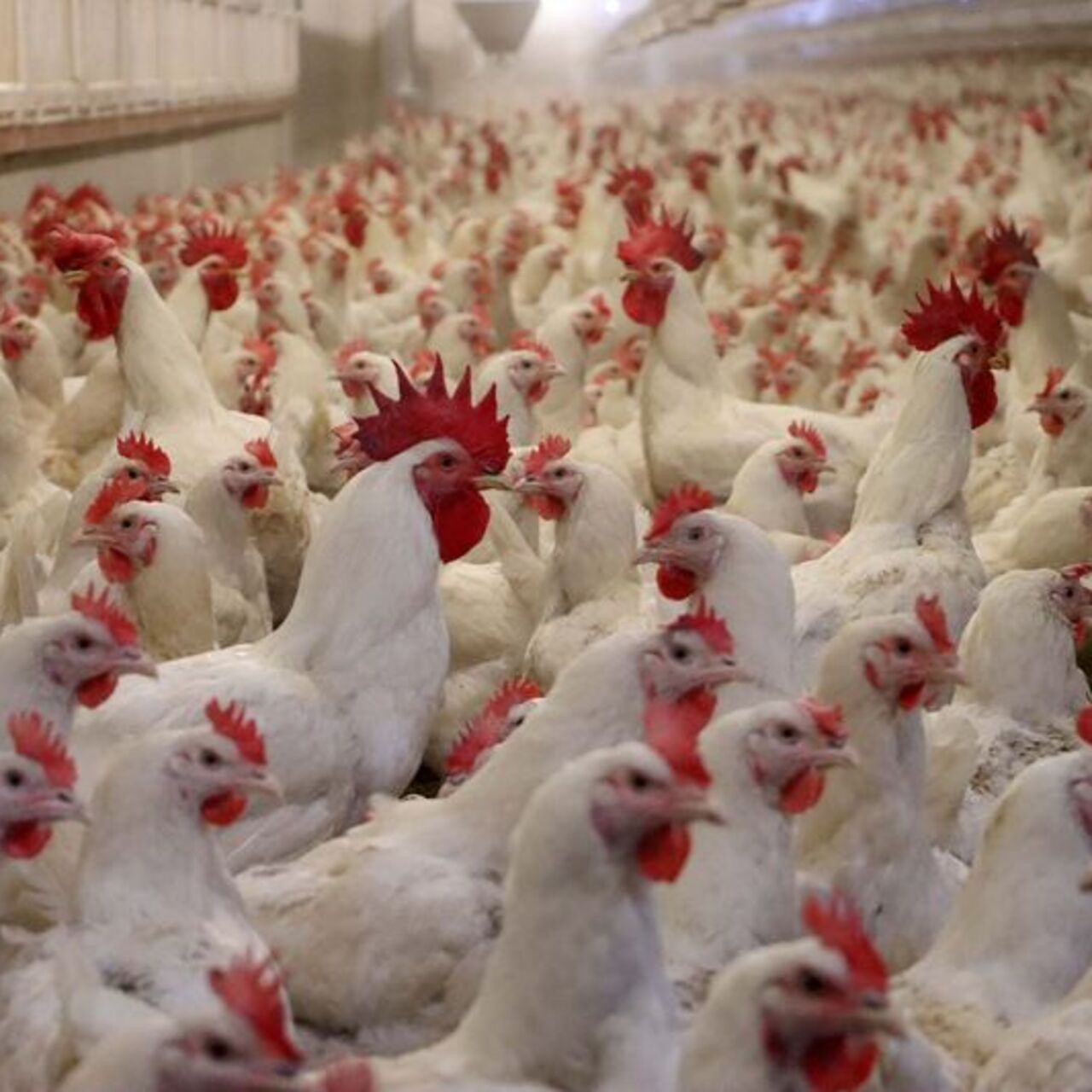 Kuş gribi insanlar için riskli mi?