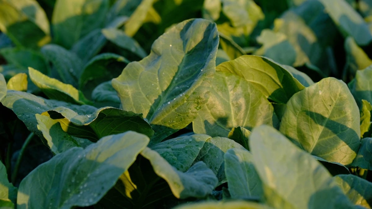 Meğer tam bir C vitamini deposuymuş: İşte portakaldan bile daha fazla C vitamini içeren sebze…