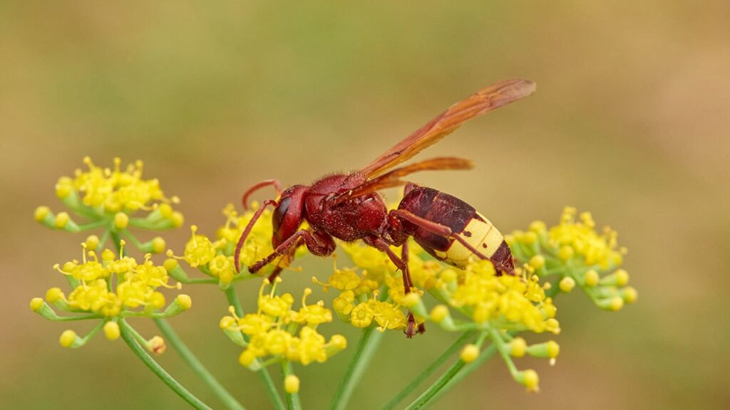 Sarhoş olmayan tek hayvan! Bilim insanları kanıtladı