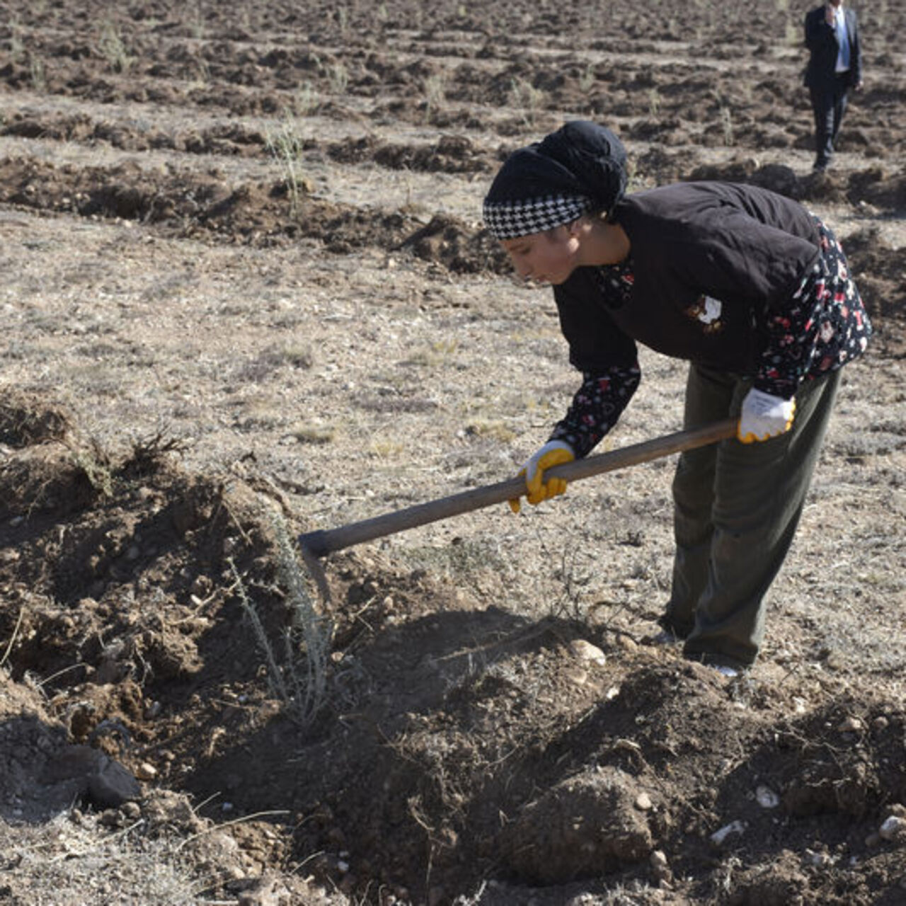 Sivas’ta ilk kez dikildi: Hayvancılığı canlandıracak
