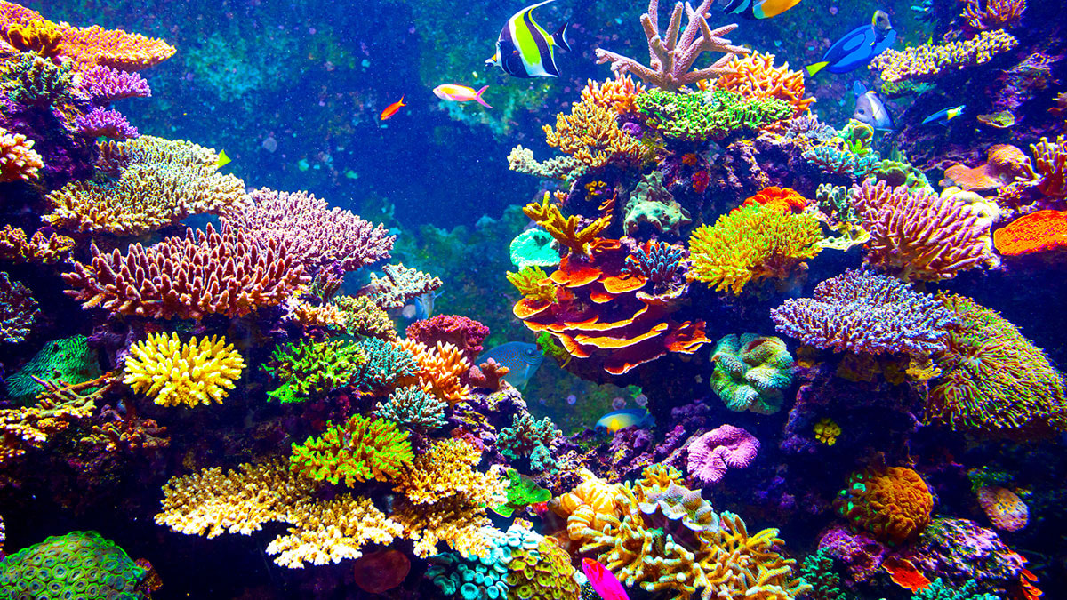 Uzaydan görülebilen dev mercan: 500 yıldır büyüyor