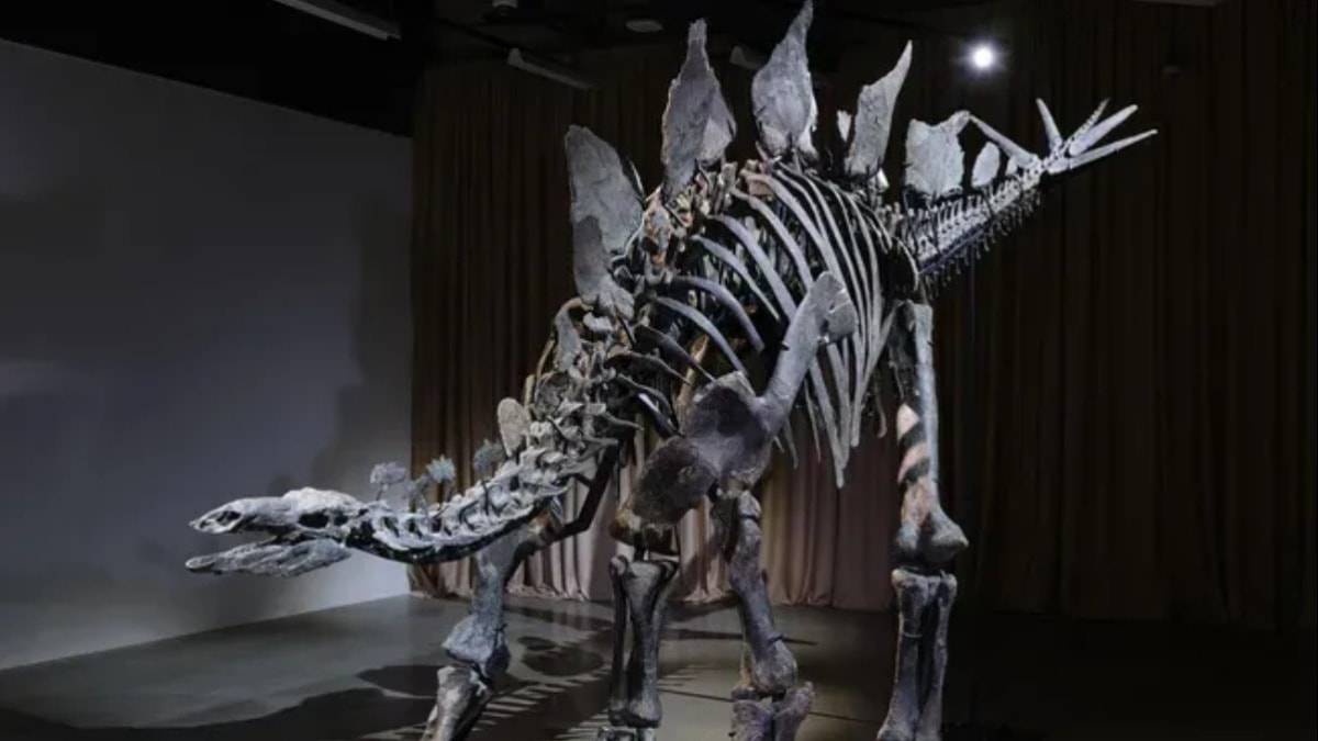 44 milyon dolarlık fosil sergiye çıktı