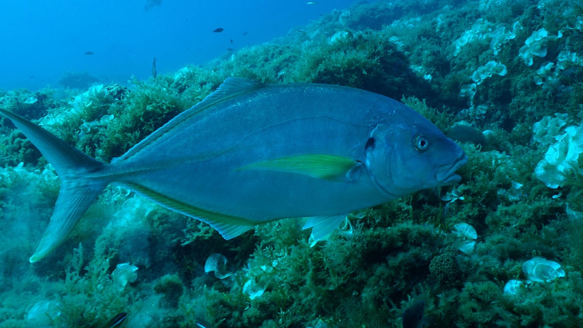 Akdeniz’in yüzde 70’i 5.5 milyon yıl önce yok olmuş