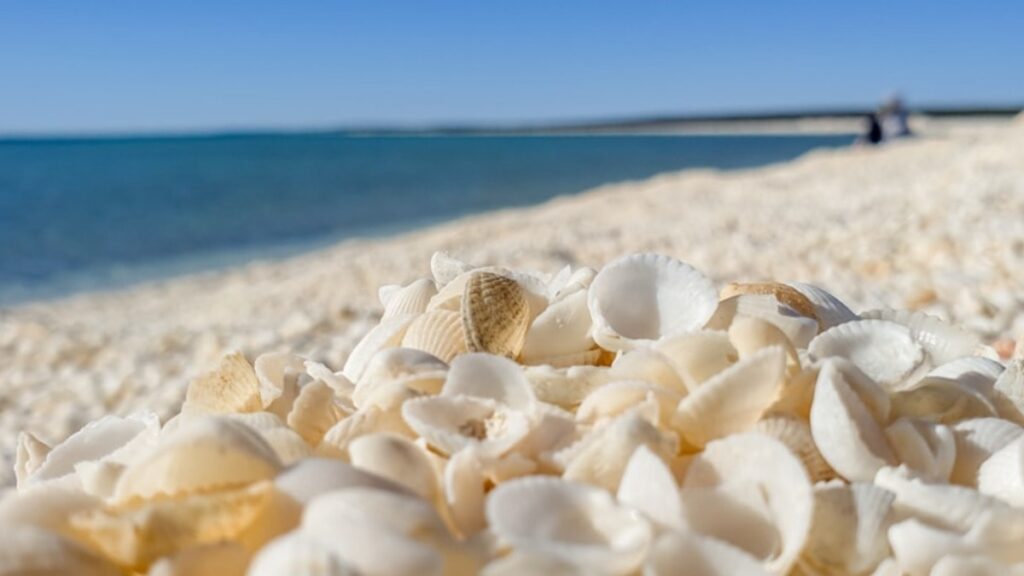 Binlerce yıl kendini kopyalamış: Dünyanın en büyüğü ortaya çıktı