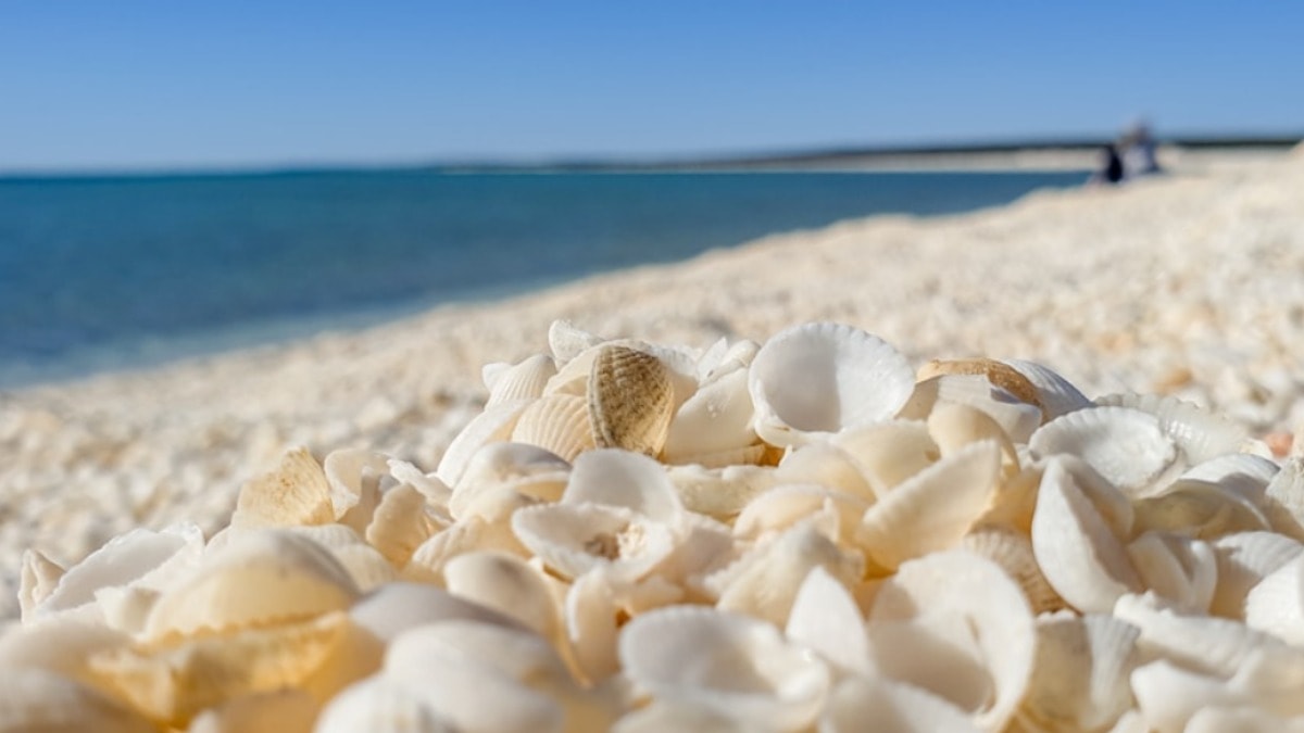 Binlerce yıl kendini kopyalamış: Dünyanın en büyüğü ortaya çıktı