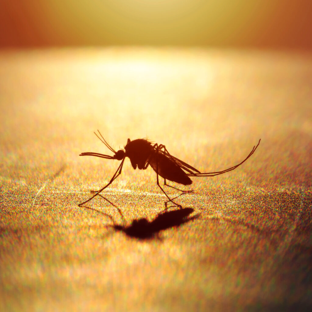 Britanya’da sıtma vakaları son 20 yılın en yüksek seviyesinde