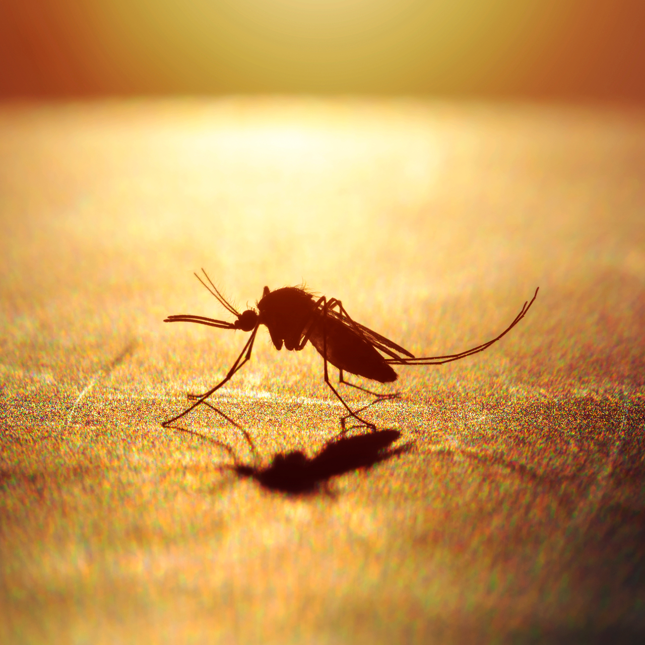 Britanya’da sıtma vakaları son 20 yılın en yüksek seviyesinde