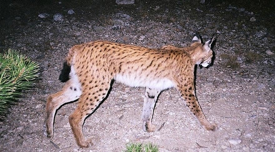 Çocuklarınız Türkiye’de bu hayvanları göremeyecek